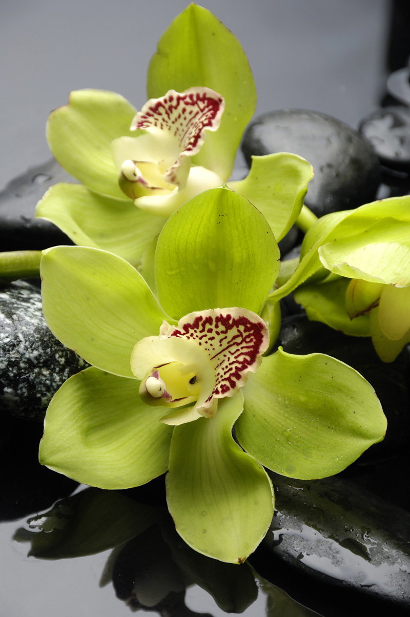 Storczyk, orchidea - rodzaje, pielęgnacja, uprawa