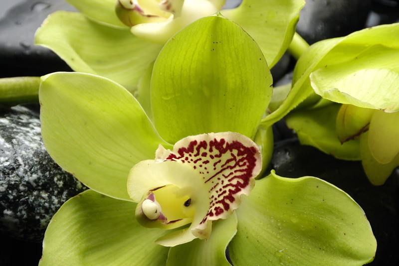 Storczyk, orchidea - rodzaje, pielęgnacja, uprawa