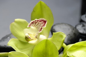 Storczyk, orchidea - rodzaje, pielęgnacja, uprawa