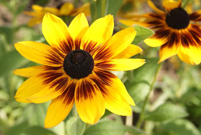 Rudbekie - uprawa