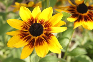 Rudbekie - uprawa