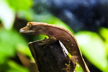 Gekon