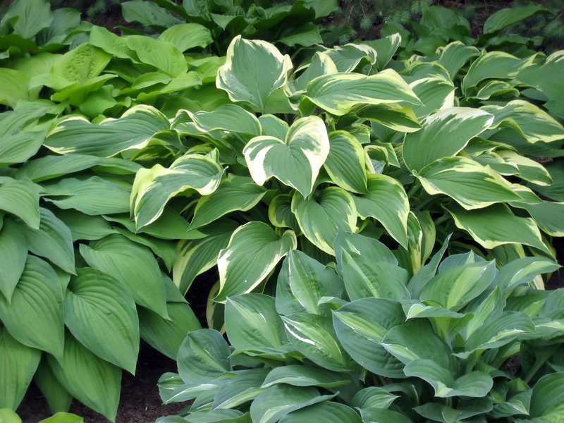 Funkia ogrodawa - uprawa, wymagania, odmiany