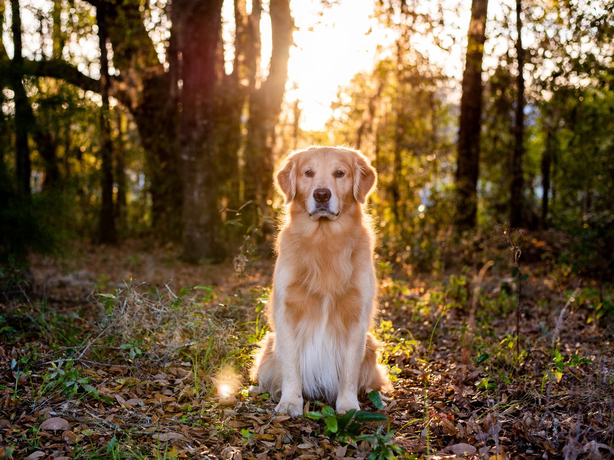 Najładniejsze psy - Golden retriever