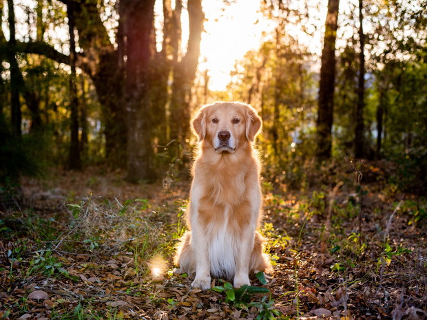 Najładniejsze psy - Golden retriever