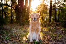 Najładniejsze psy - Golden retriever