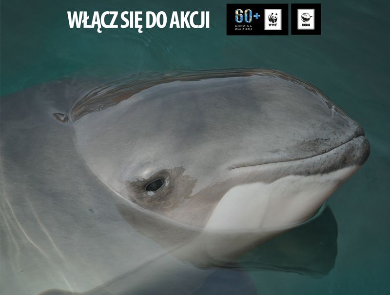 Godzina dla Morświna - akcja WWF