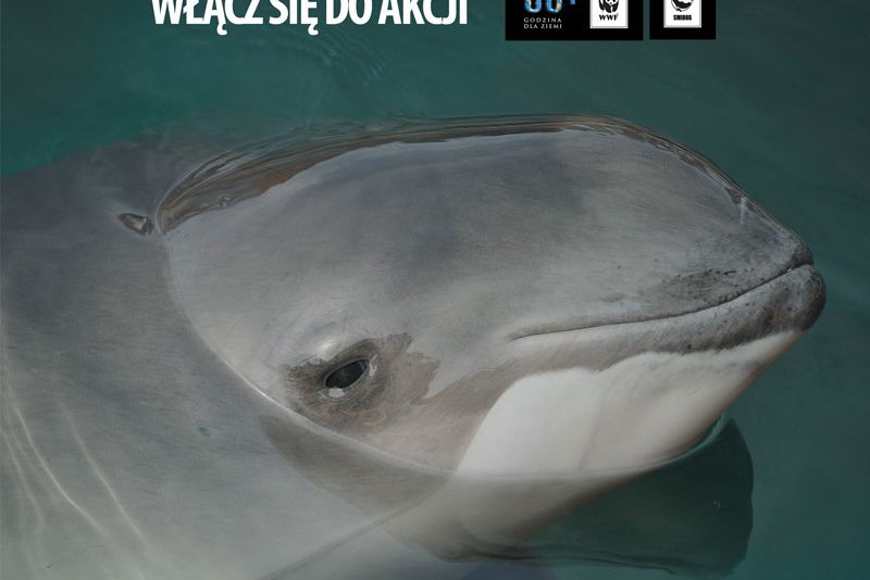 Godzina dla Morświna - akcja WWF