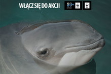 Godzina dla Morświna - akcja WWF