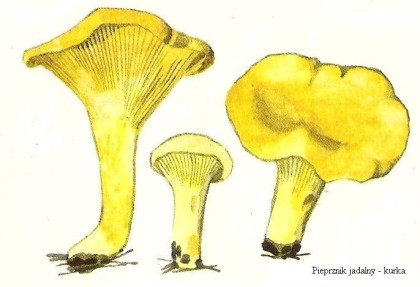 wedwoje813694-b135bc5