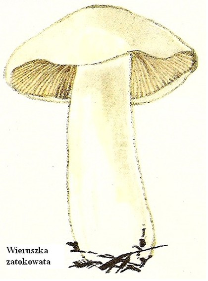 wedwoje1014168-d5fc883