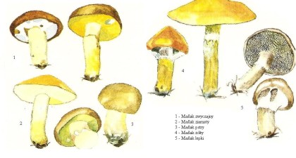wedwoje913694-b02f11b