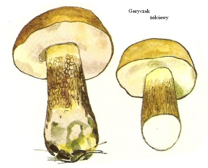 wedwoje214168-3aa17e9