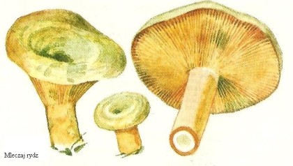 wedwoje1013694-b043898