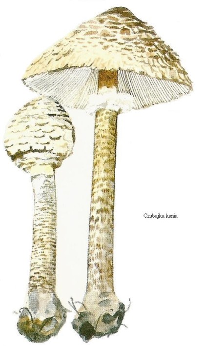 wedwoje413694-6d8489f