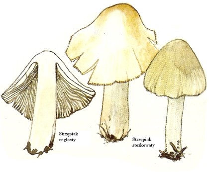 wedwoje814168-990ef85
