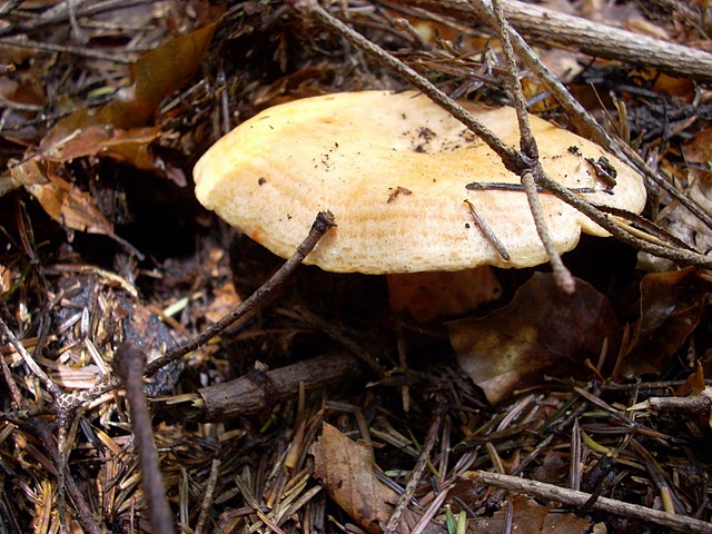 Nieznane