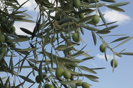 Nieznane