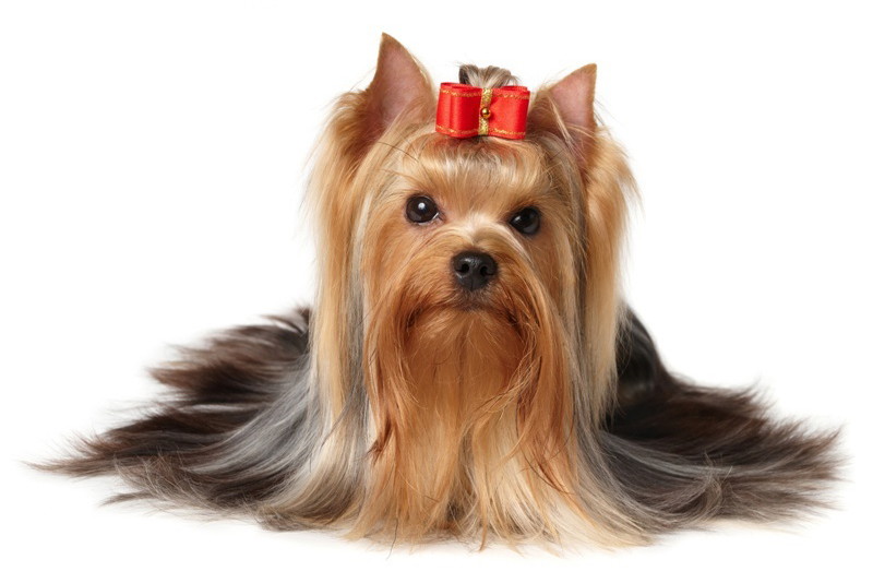 Fotolia