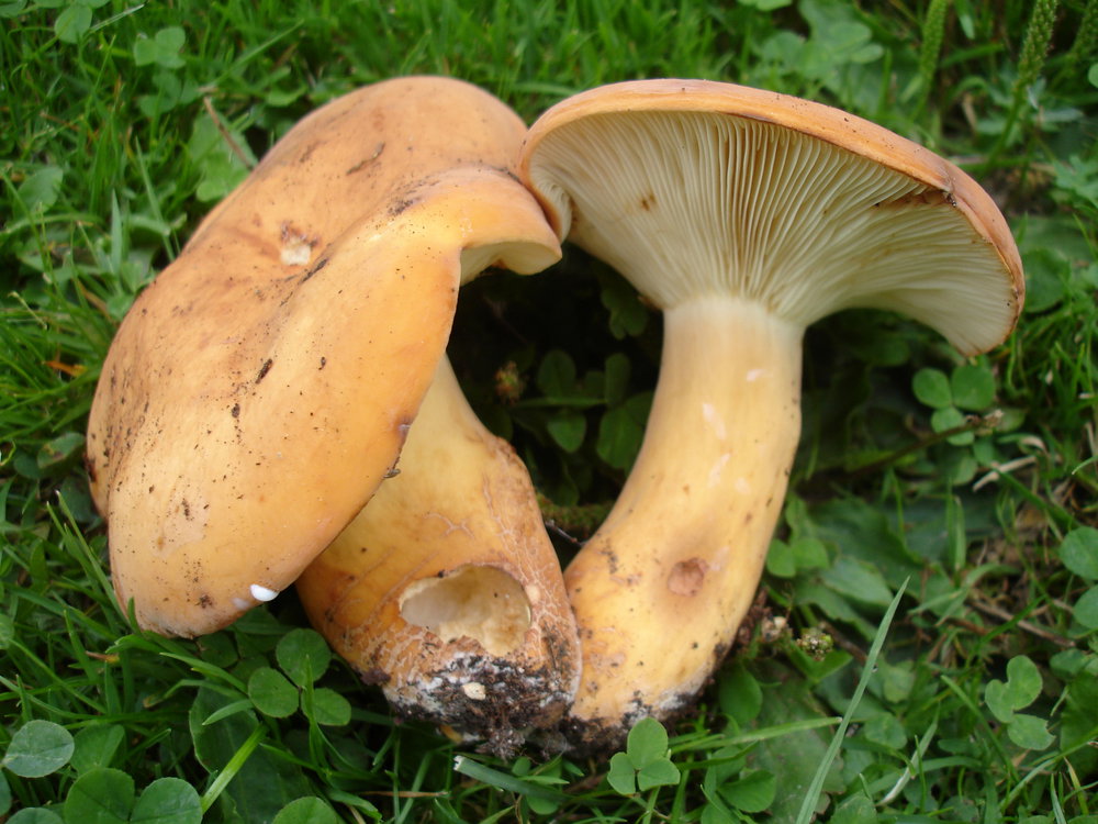 Nieznane