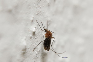 Nieznane