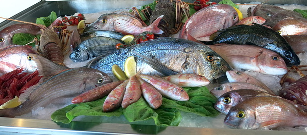 great white sea bream many saltwater fish fresh