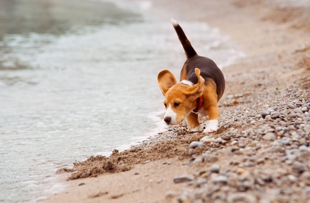 Little beagle puppy runs on the coast line