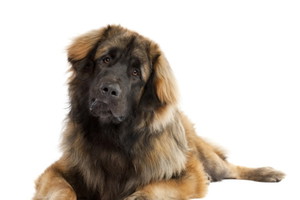 Fotolia