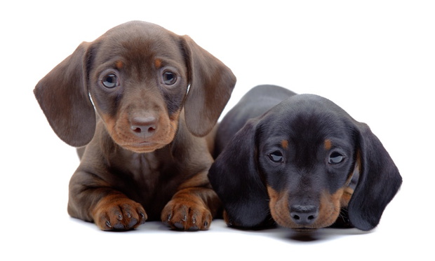 Portrait of two puppies of Dachshund