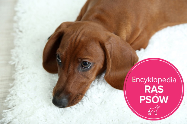 Cute dachshund puppy on white carpet