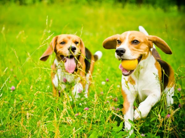 psy-rasy-beagle-na-spacerze-2412497-1186f30