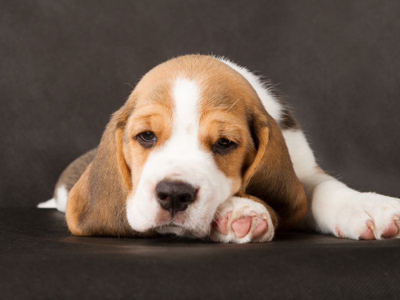 Najładniejsze rasy psów - beagle