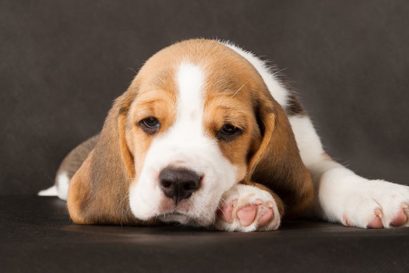 Najładniejsze rasy psów - beagle