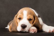 Najładniejsze rasy psów - beagle