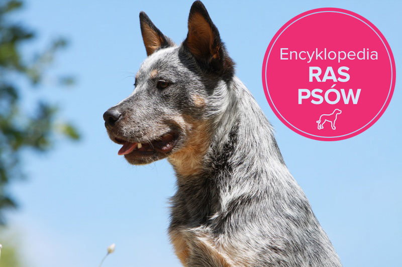 Fotolia/Polki