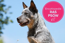 Fotolia/Polki