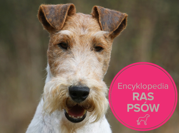 portrait d'un fox terrier à poil dur de face
