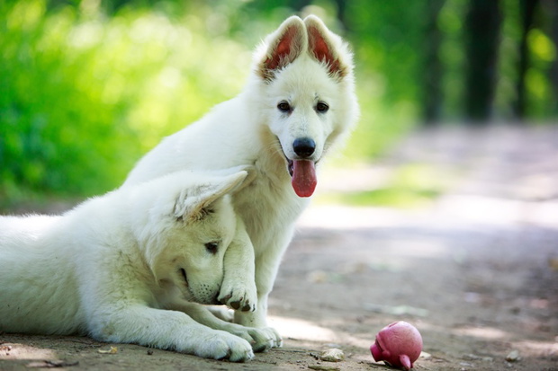 White Swiss Shepherd puppy
