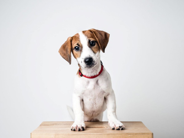 jack-russell-terrier-2436264-d9f5235