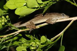 Nieznane