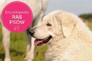 Fotolia/Polki
