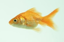 Nieznane