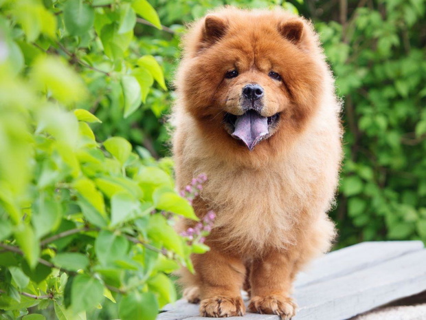 chow-chow-charakter-2436258-7a2b9e0