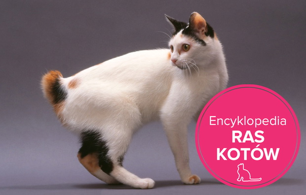 kottoybobtail211-55d853a