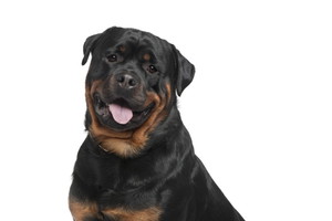 Fotolia