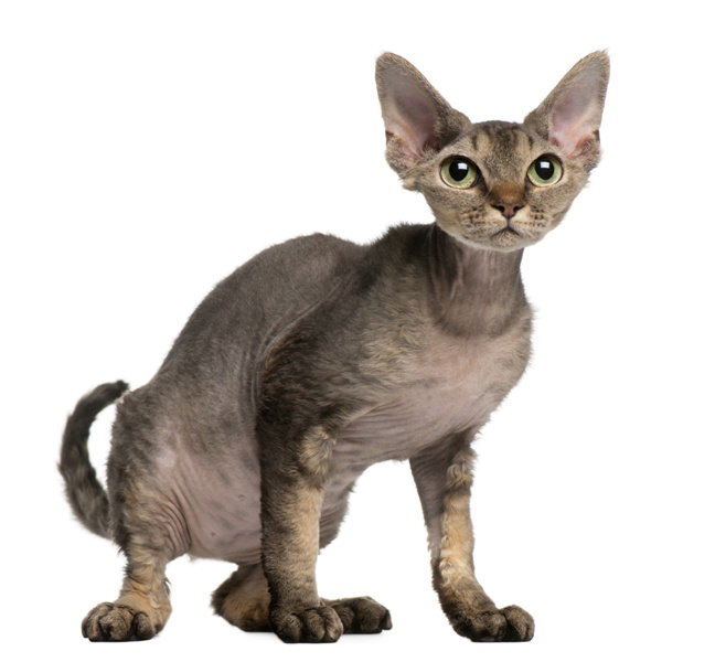 Fotolia