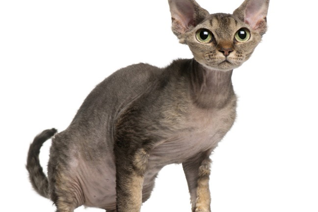 Fotolia