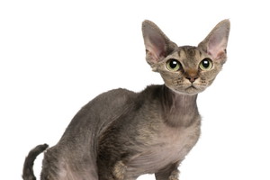 Fotolia