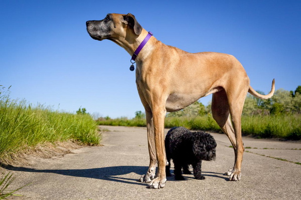 dog-niemiecki-2435208-316ea65