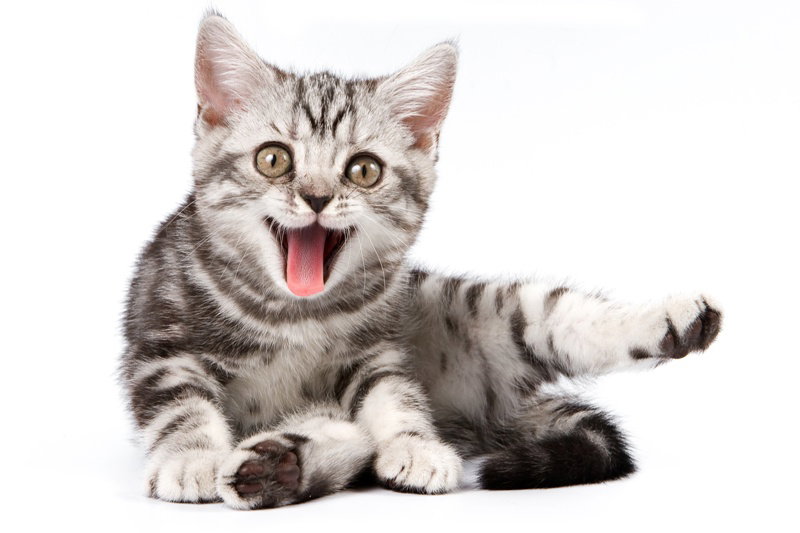 Fotolia